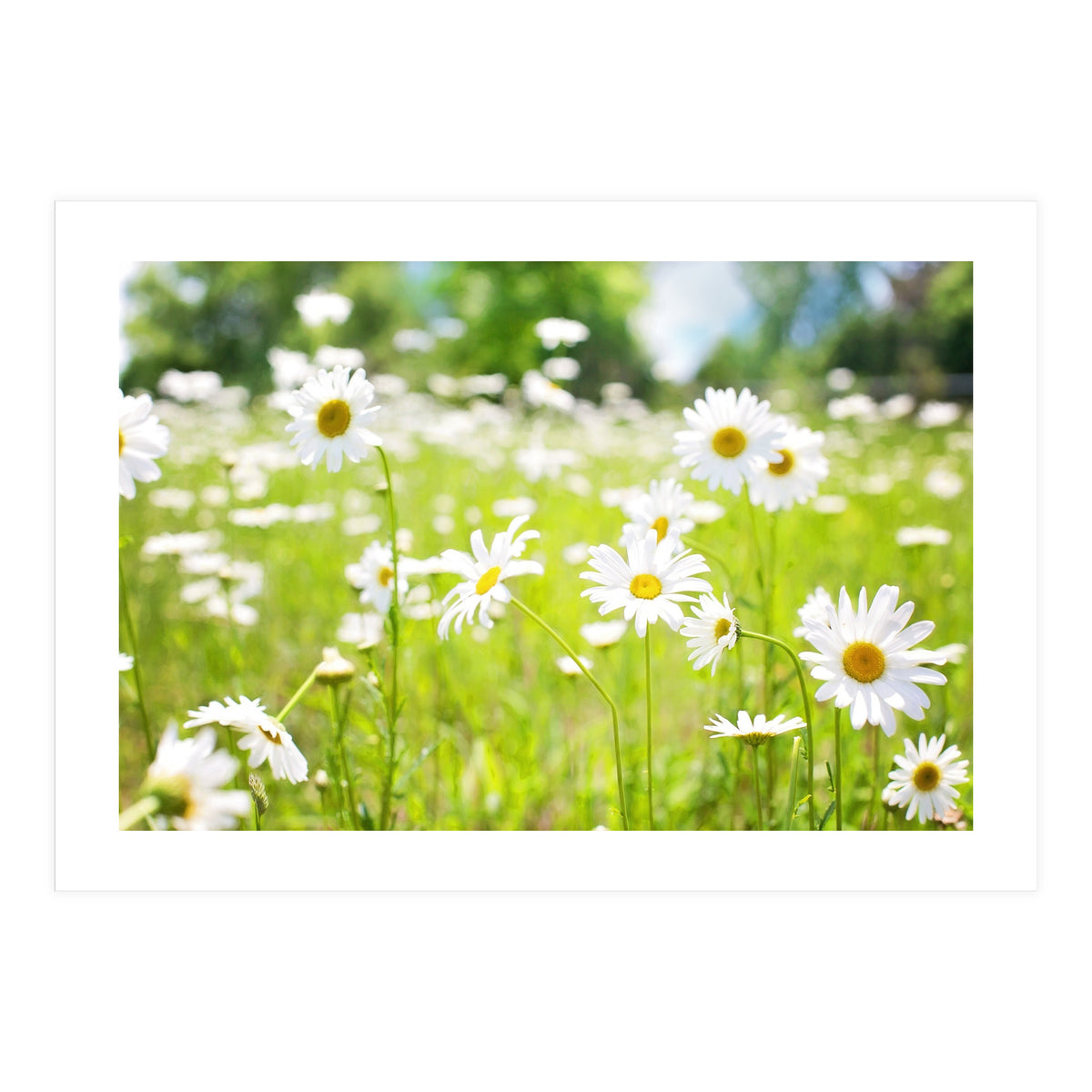 Flowers (Print Only)