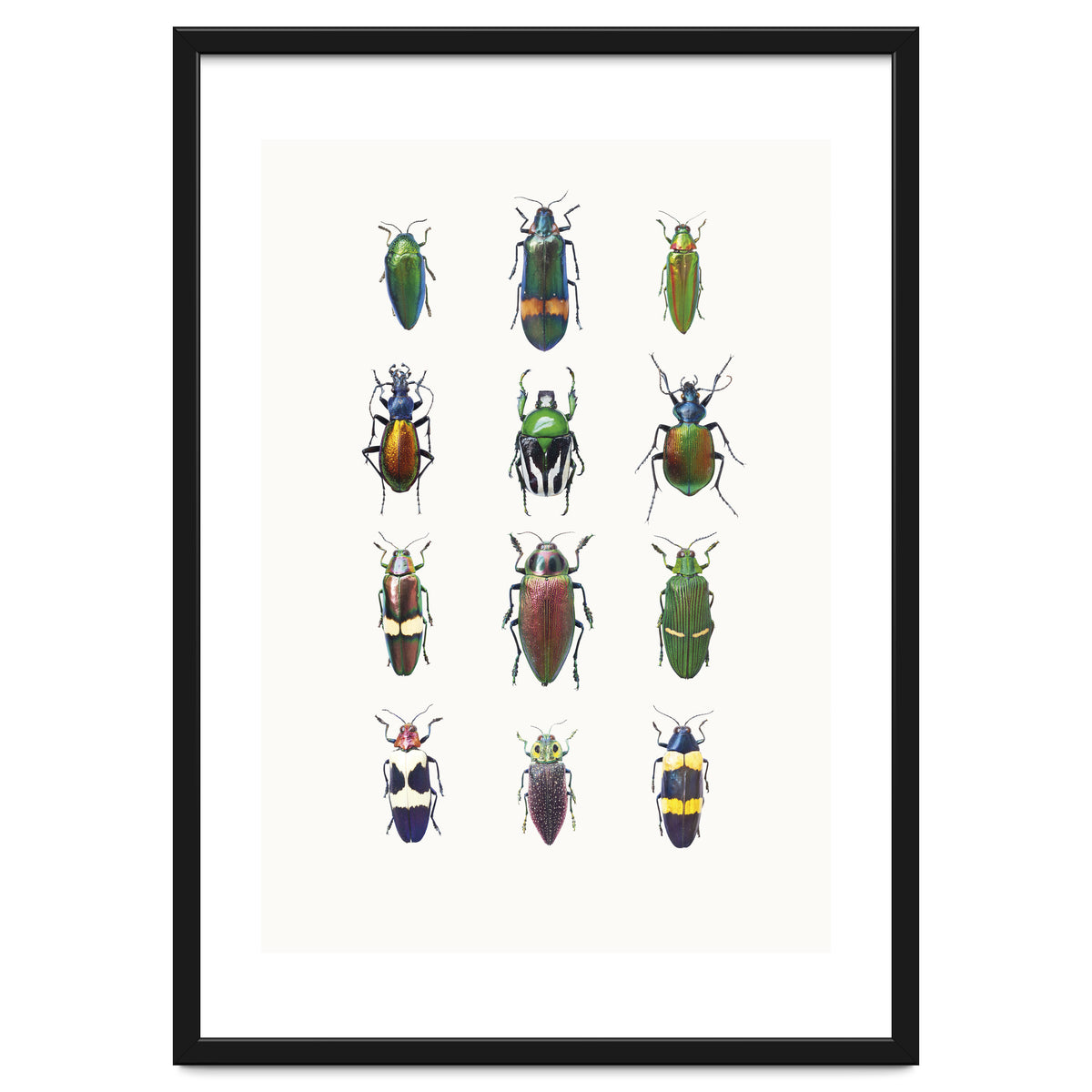 Cc Insects 03