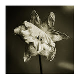 Wilting daffodil (Print Only) thumbnail