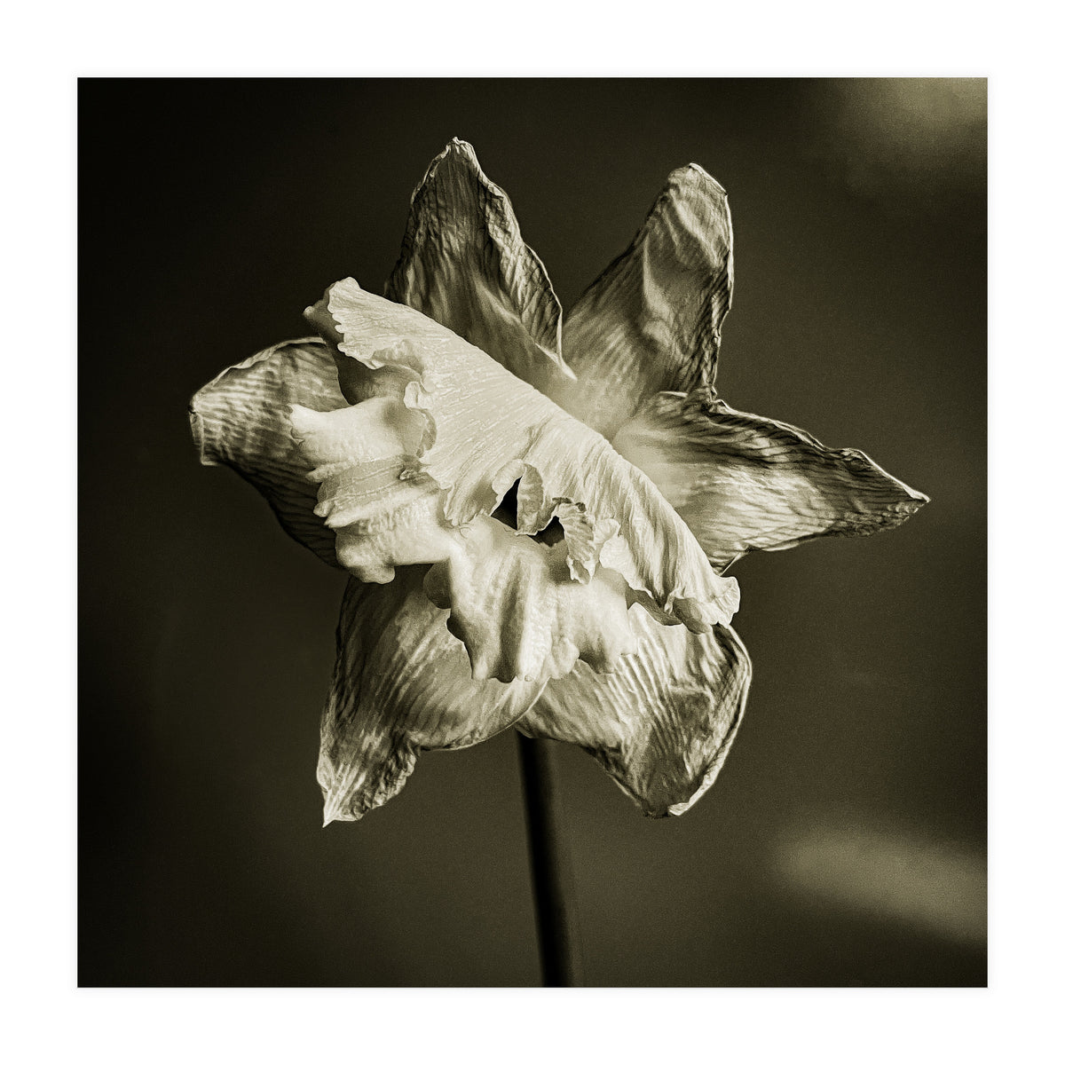 Wilting daffodil (Print Only)