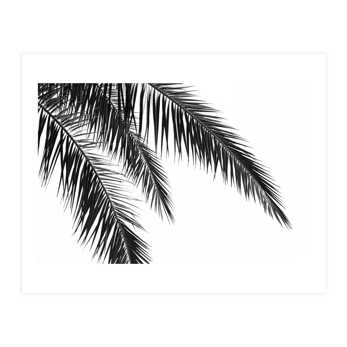 Palm Leaves (Print Only)
