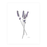 Lavender (Print Only) thumbnail