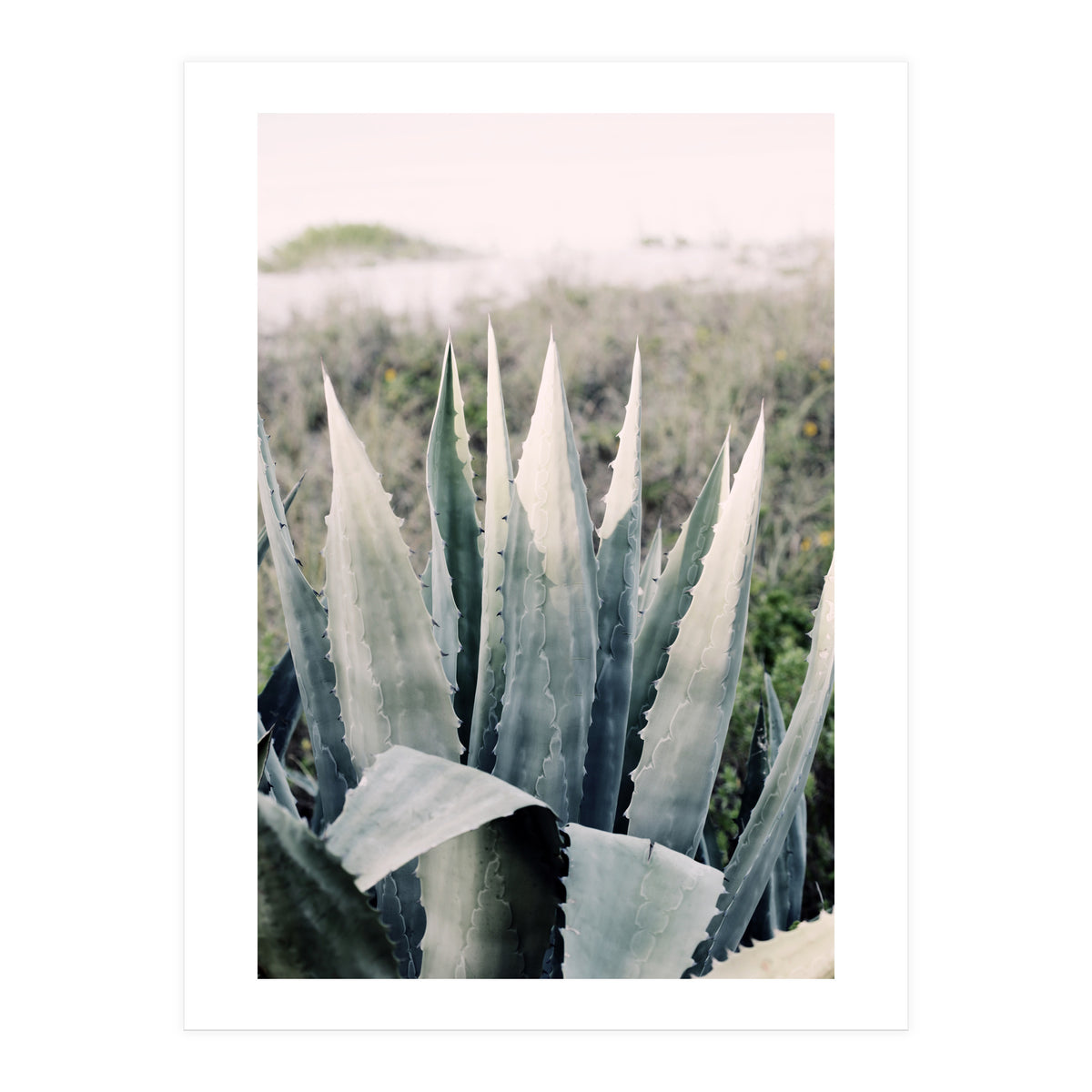 Pale Agave  (Print Only)