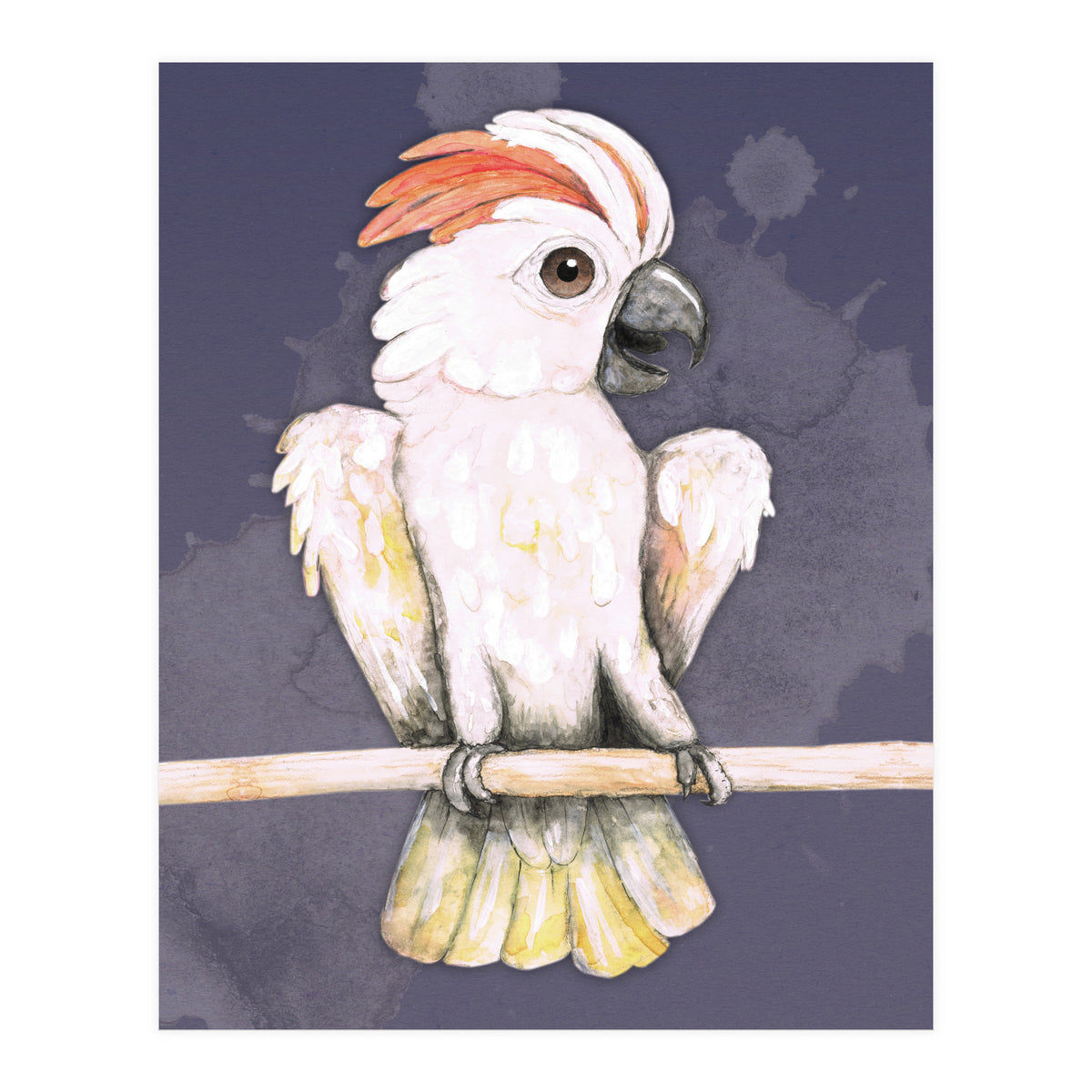 Salmon-crested cockatoo (Print Only)