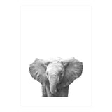 Black and White Baby Elephant  (Print Only) thumbnail