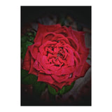 Red Rose (Print Only) thumbnail