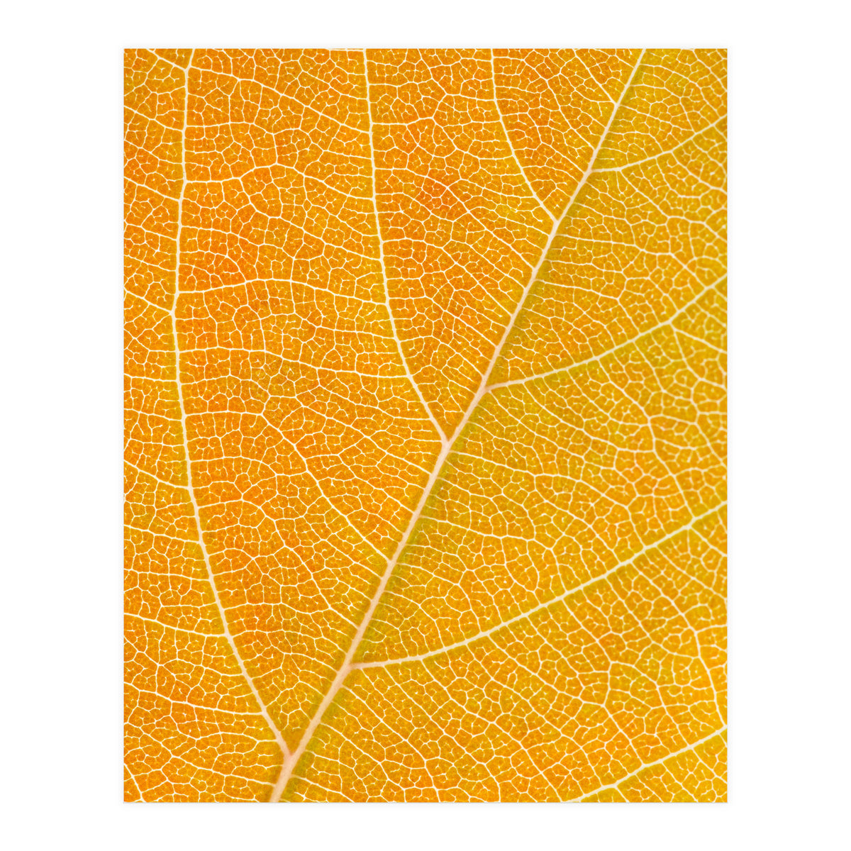 Autumn Leaf (Print Only)