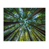 Forest (Print Only) thumbnail