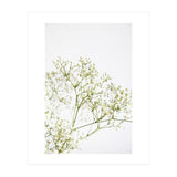 Flowers (Print Only) thumbnail