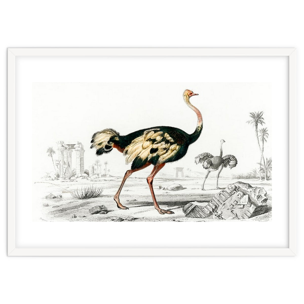 Struthio illustrated