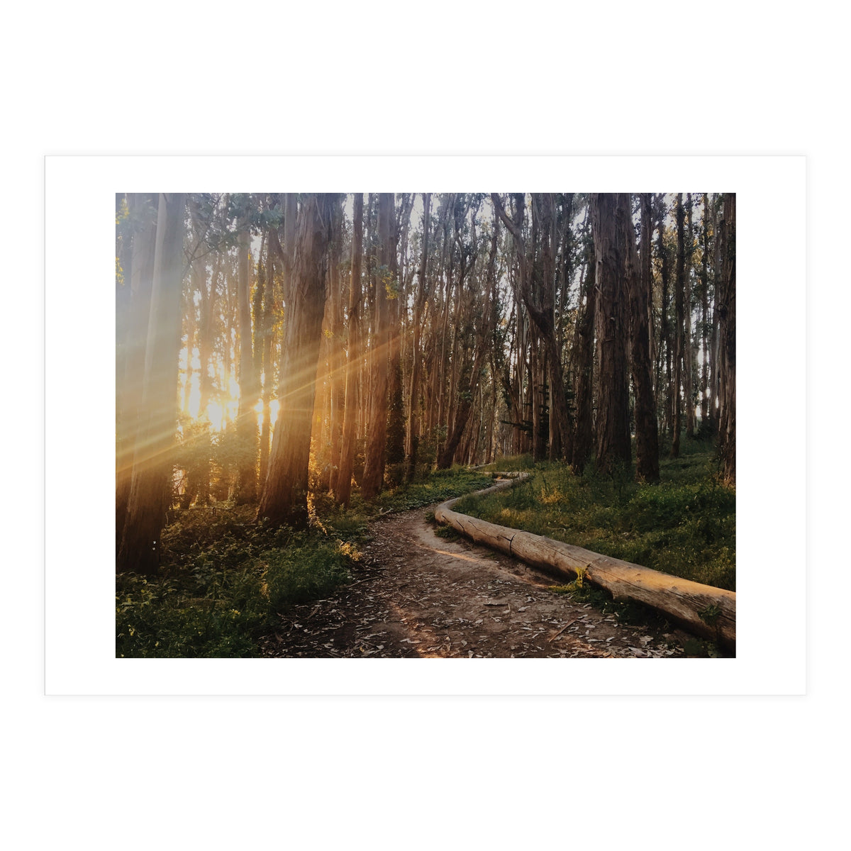 The Wood Line I (Print Only)