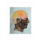 Brain Anatomy (Print Only) thumbnail