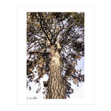 Bucolism 6 (Print Only) thumbnail