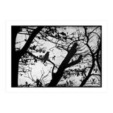 Black raven (Print Only) thumbnail