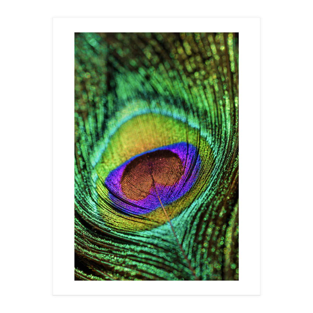 Peacock feather (Print Only)