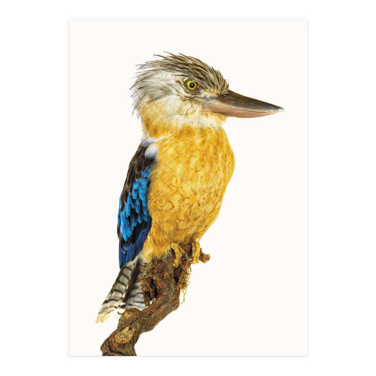 Cc Birds 07 (Print Only)