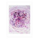 A Rose Is A Rose Std (Print Only) thumbnail