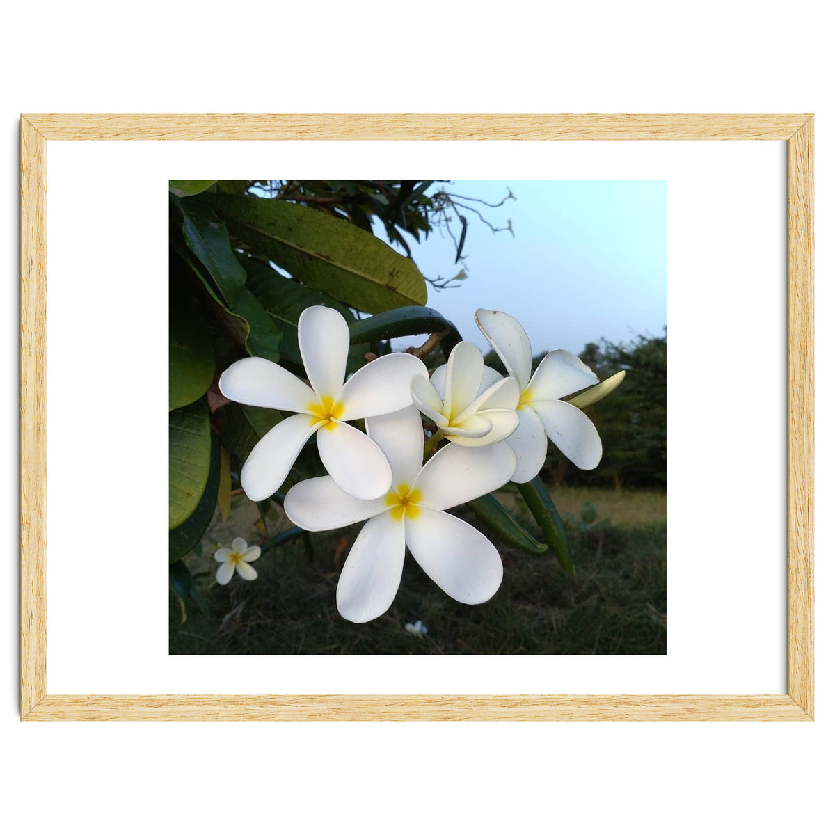Frangipani