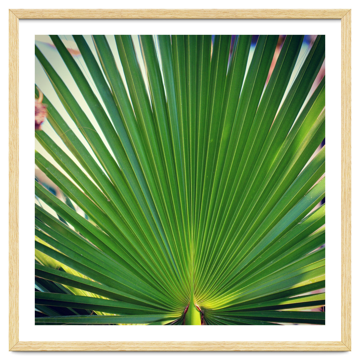palm leaf