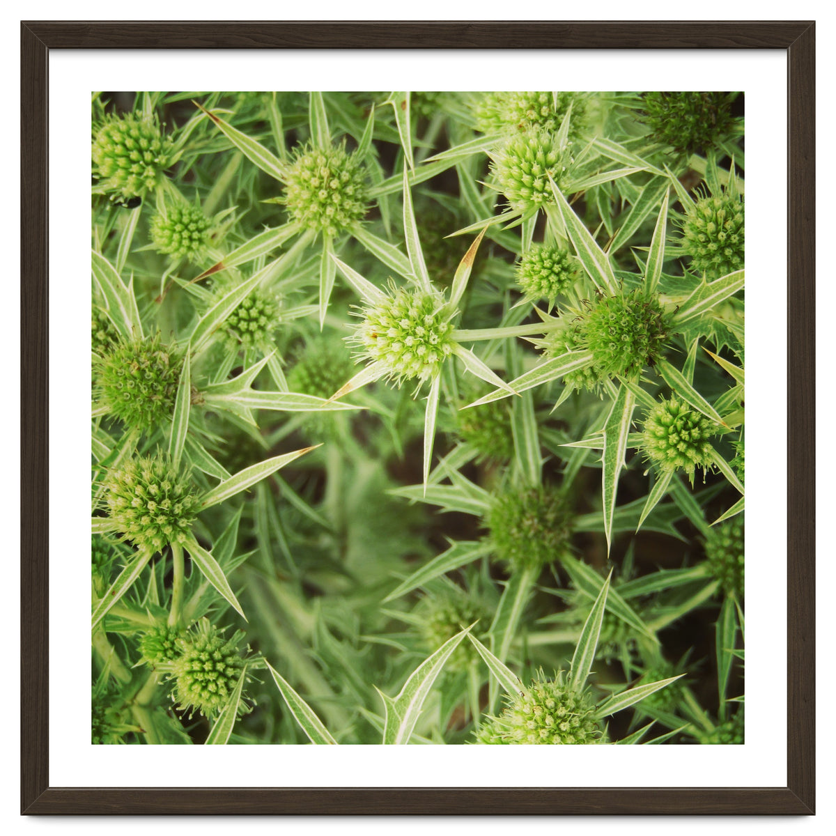 Green thistles