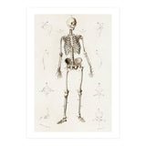 Human skeleton illustrated (Print Only) thumbnail