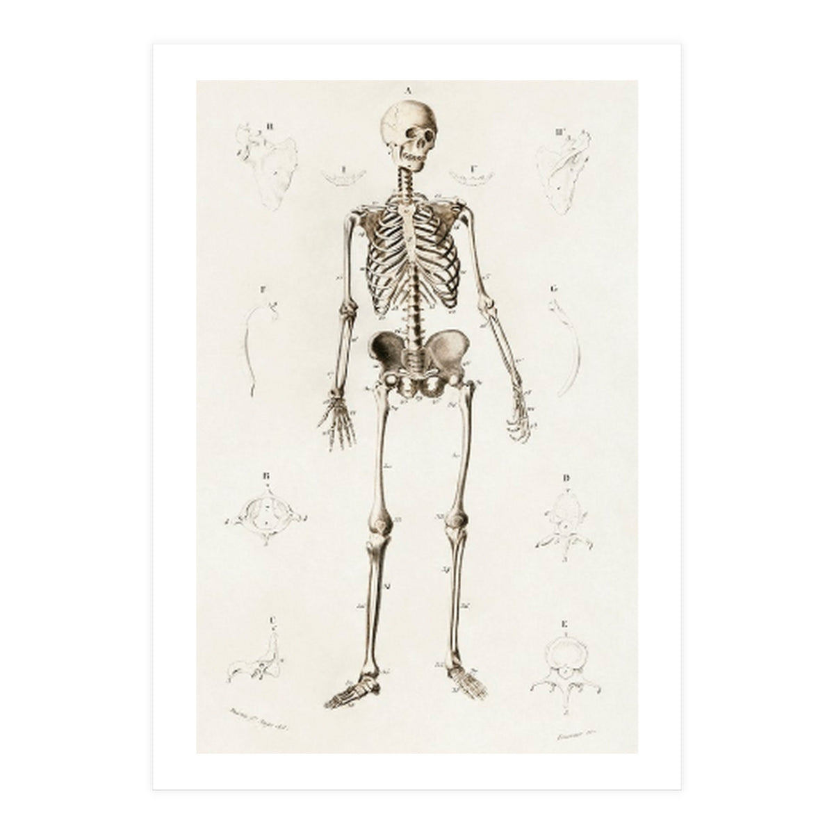 Human skeleton illustrated (Print Only)