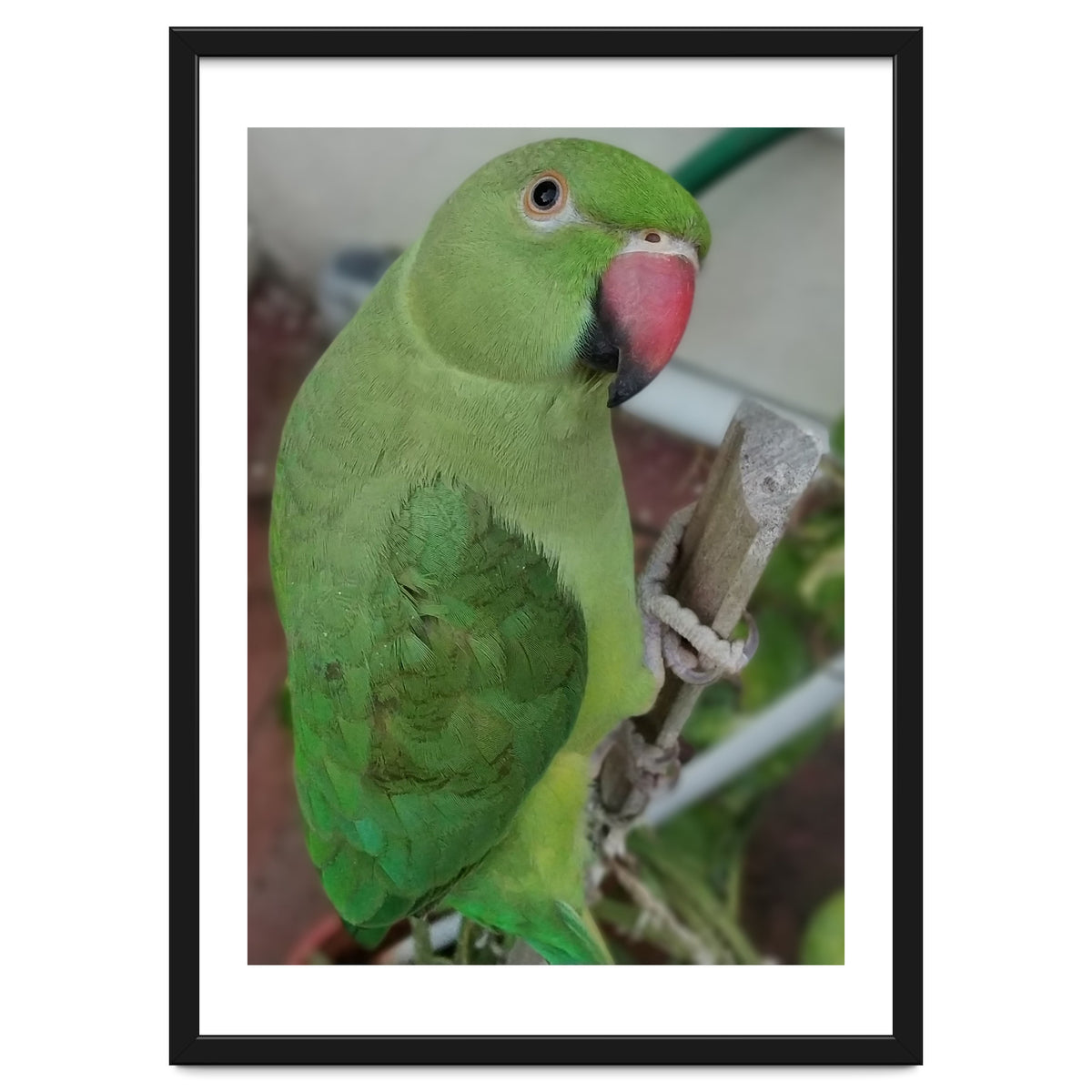 Lucky Indian Parakeet