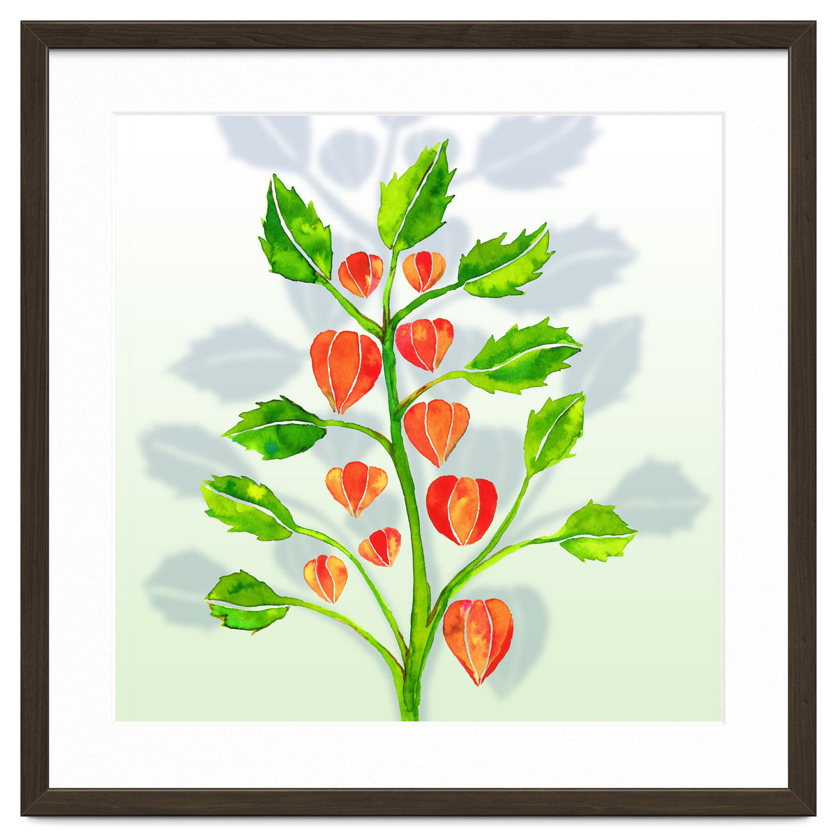 Physalis