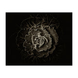 Backyard Flowers No 100 Sepia Version (Print Only) thumbnail
