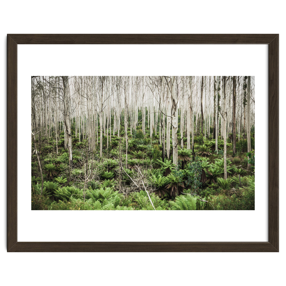 Forest After The Fire