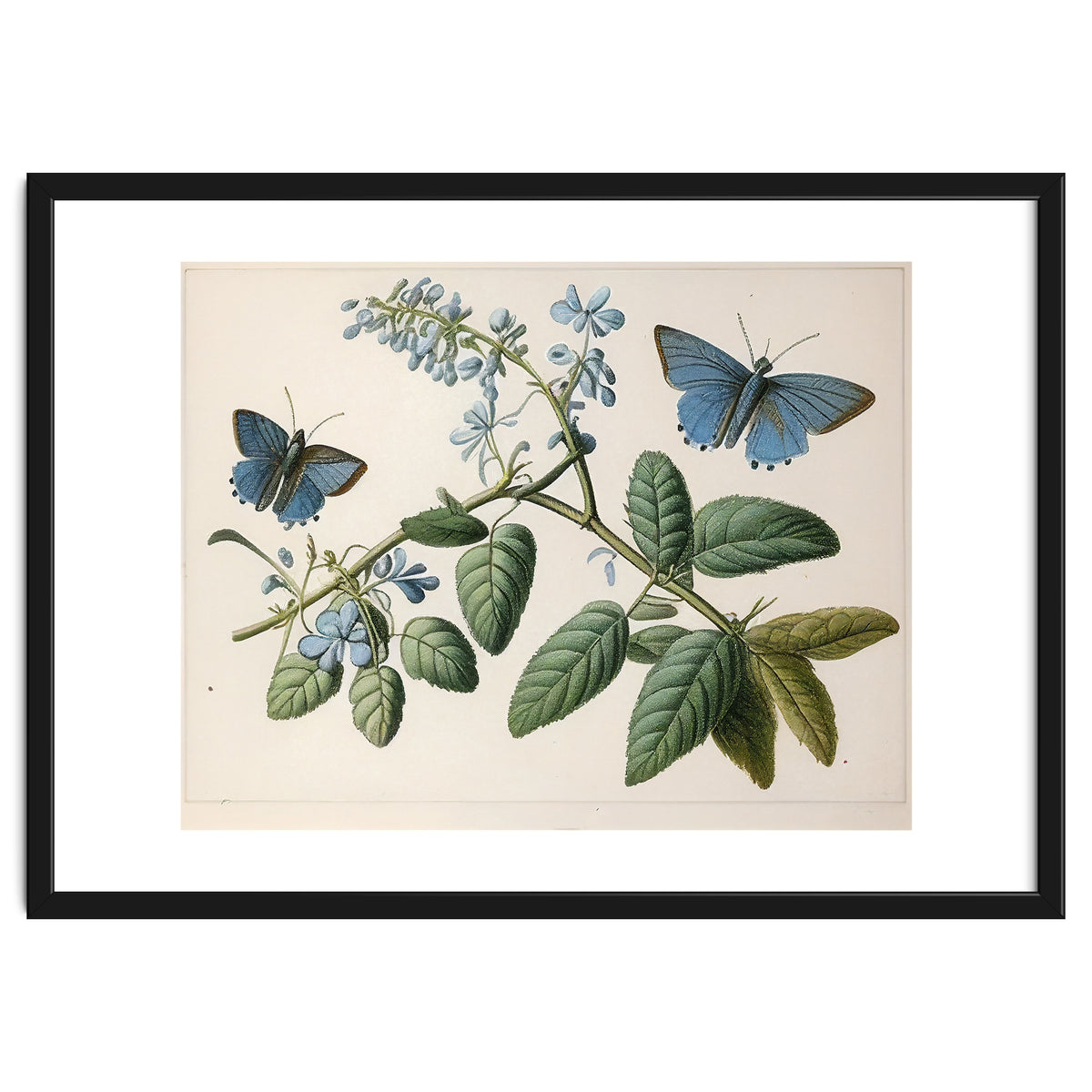 Butterflies Vintage Illustration