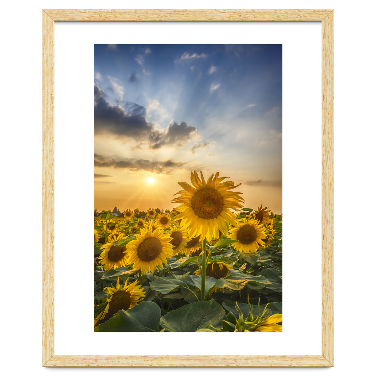 Sunflower field at sunset