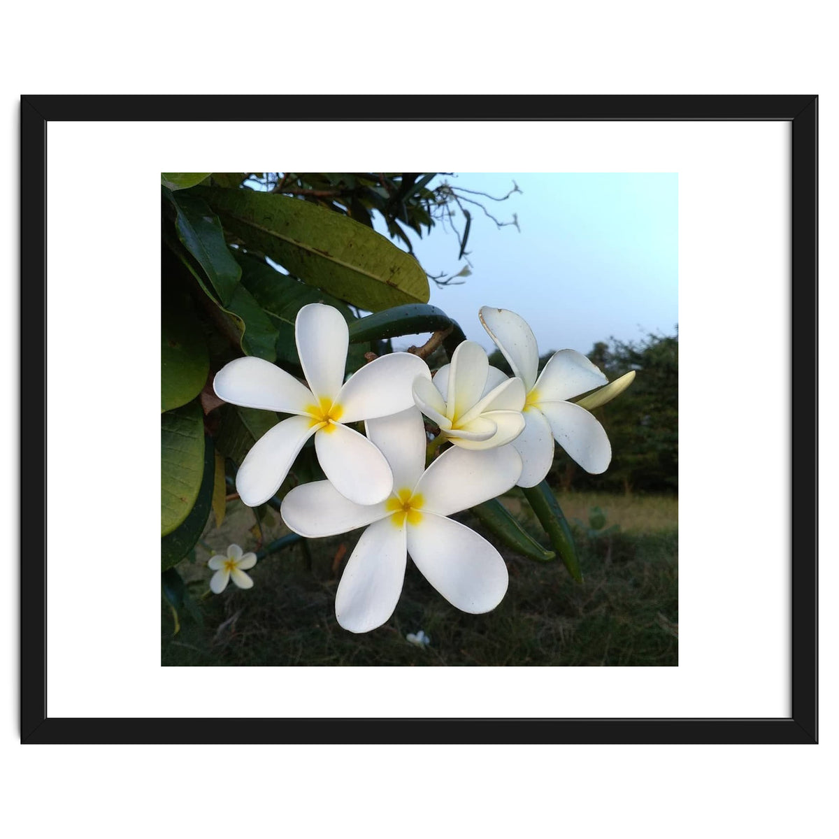 Frangipani