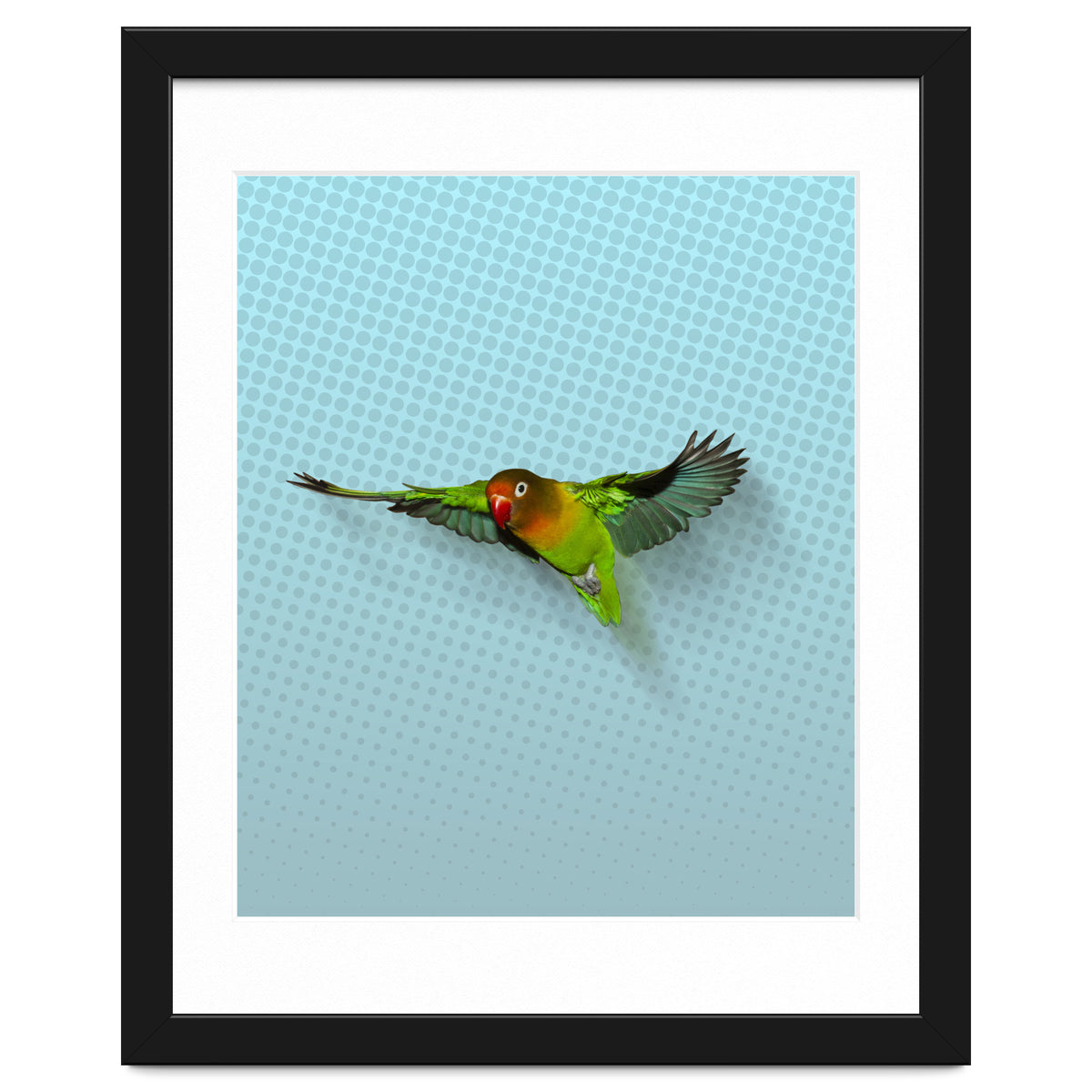 Flying lovebird