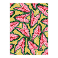 Caladium, Botanical Tropical Nature Plants, Vintage Bohemian Exotic Blush Leaves (Print Only)