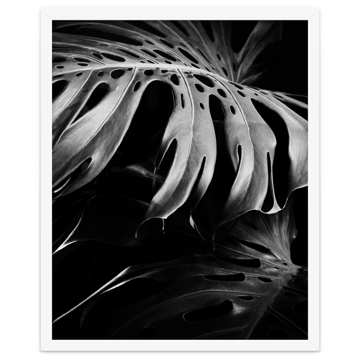 monstera nature