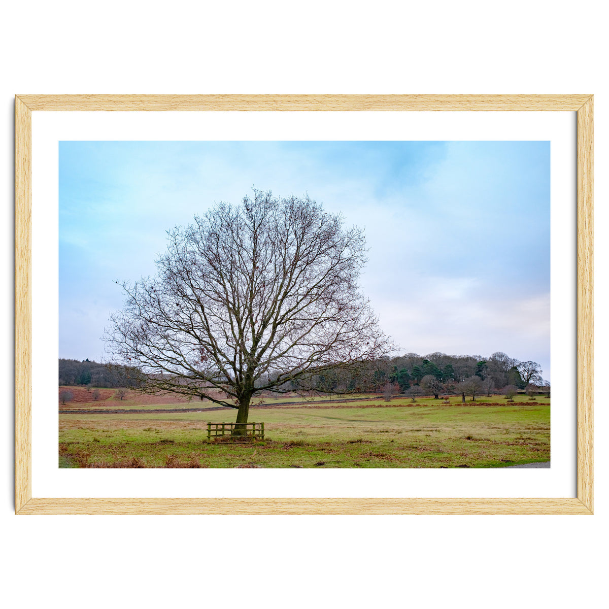 Young Oak Tree in Winter