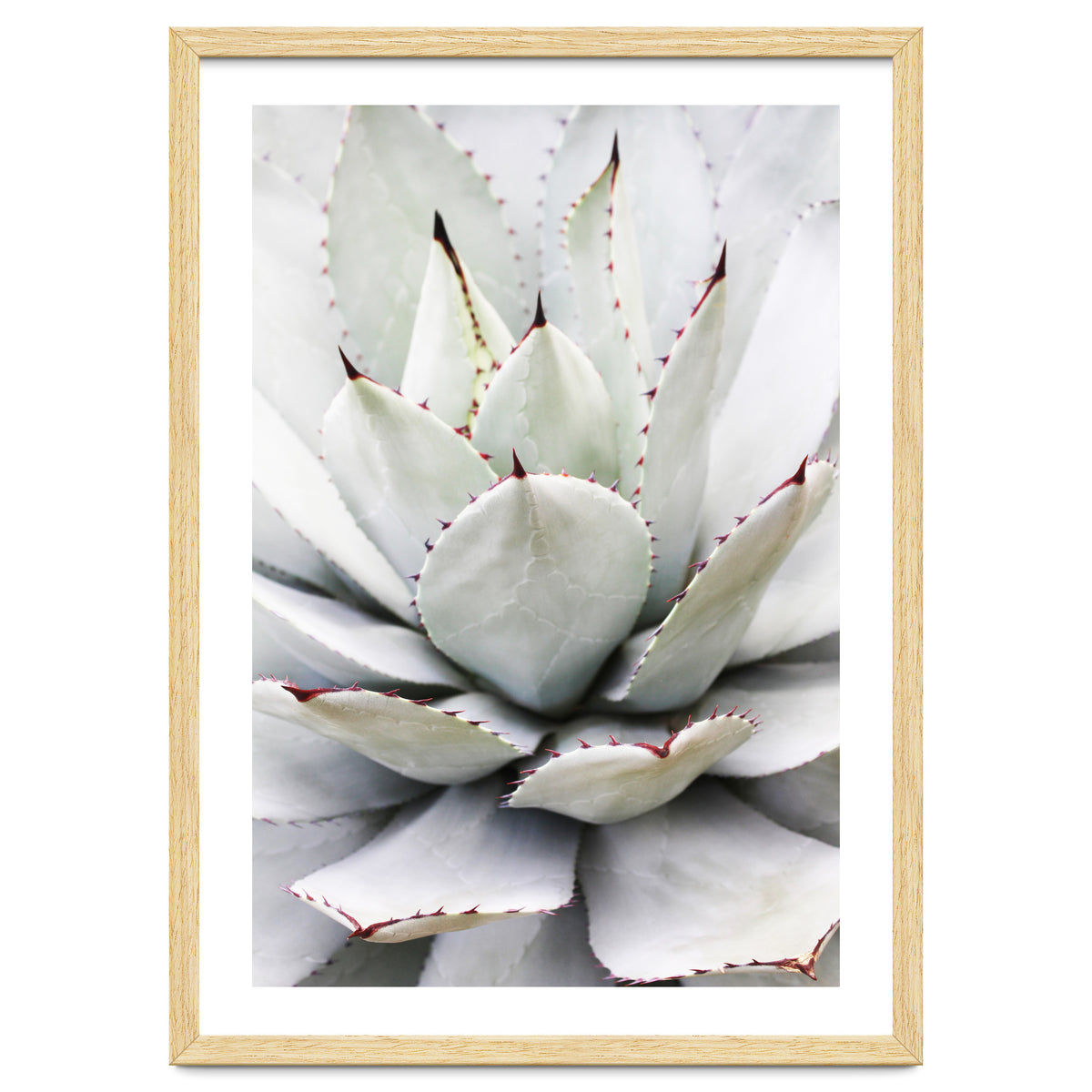 Agave plant