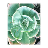 68 (Print Only) thumbnail