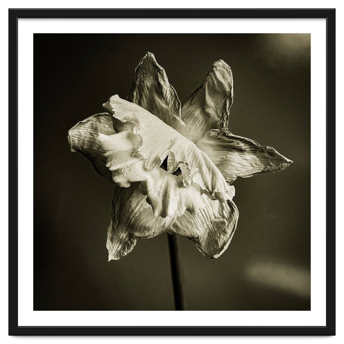 Wilting daffodil
