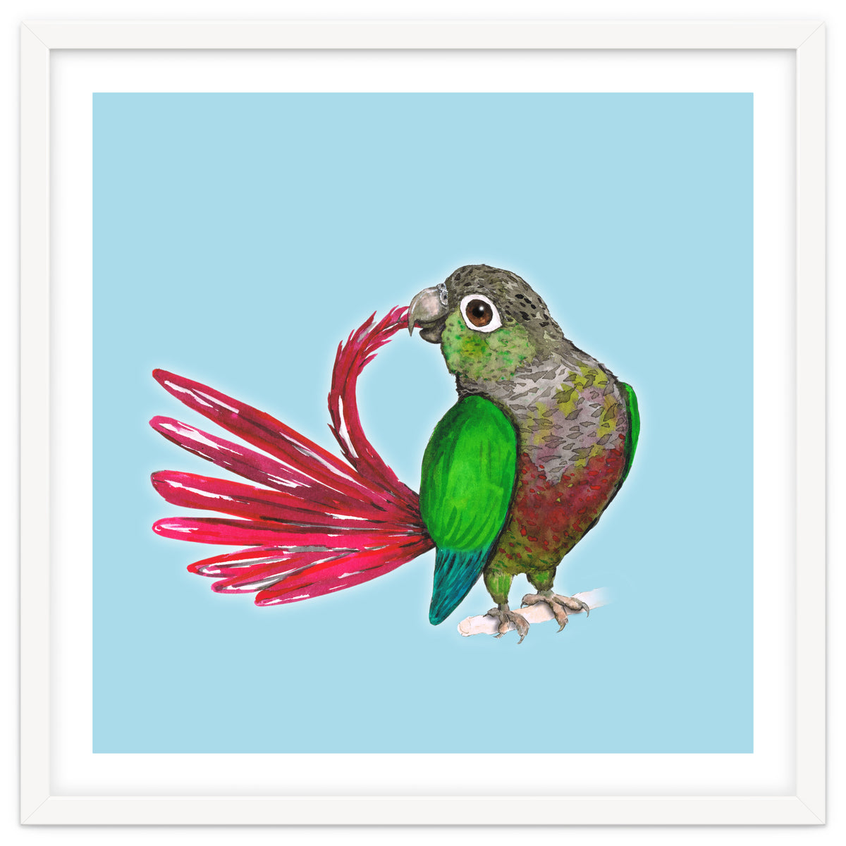 Preening green-cheeked conure