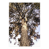 Bucolism 6 (Print Only) thumbnail