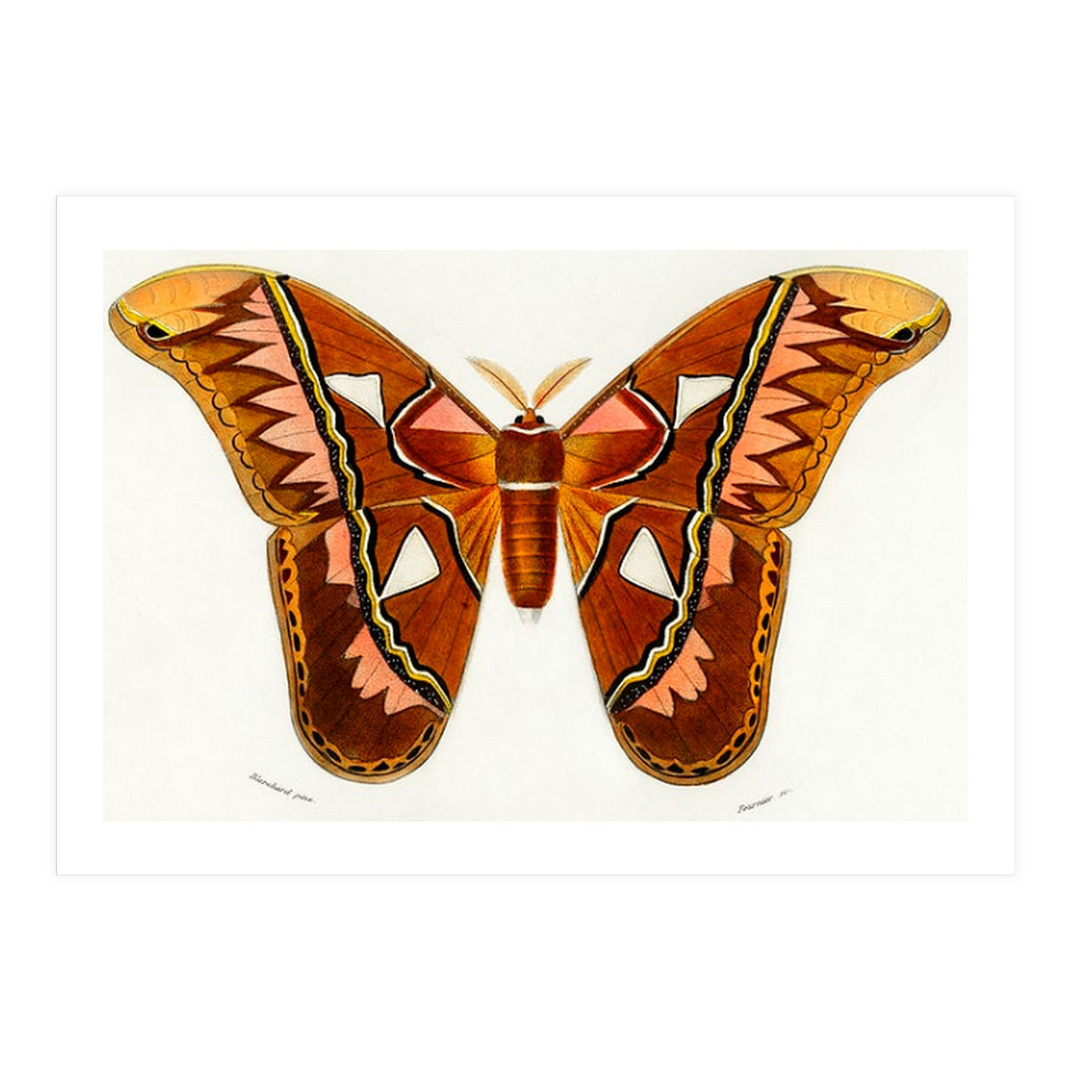 Attacus Atlas Moth illustrated  (Print Only)