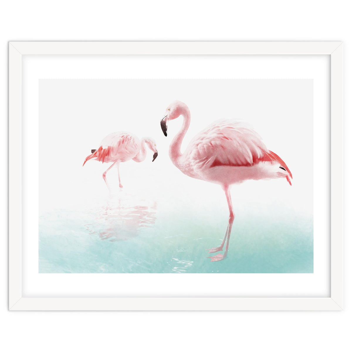 Flamingos