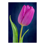 Tulip (Print Only) thumbnail