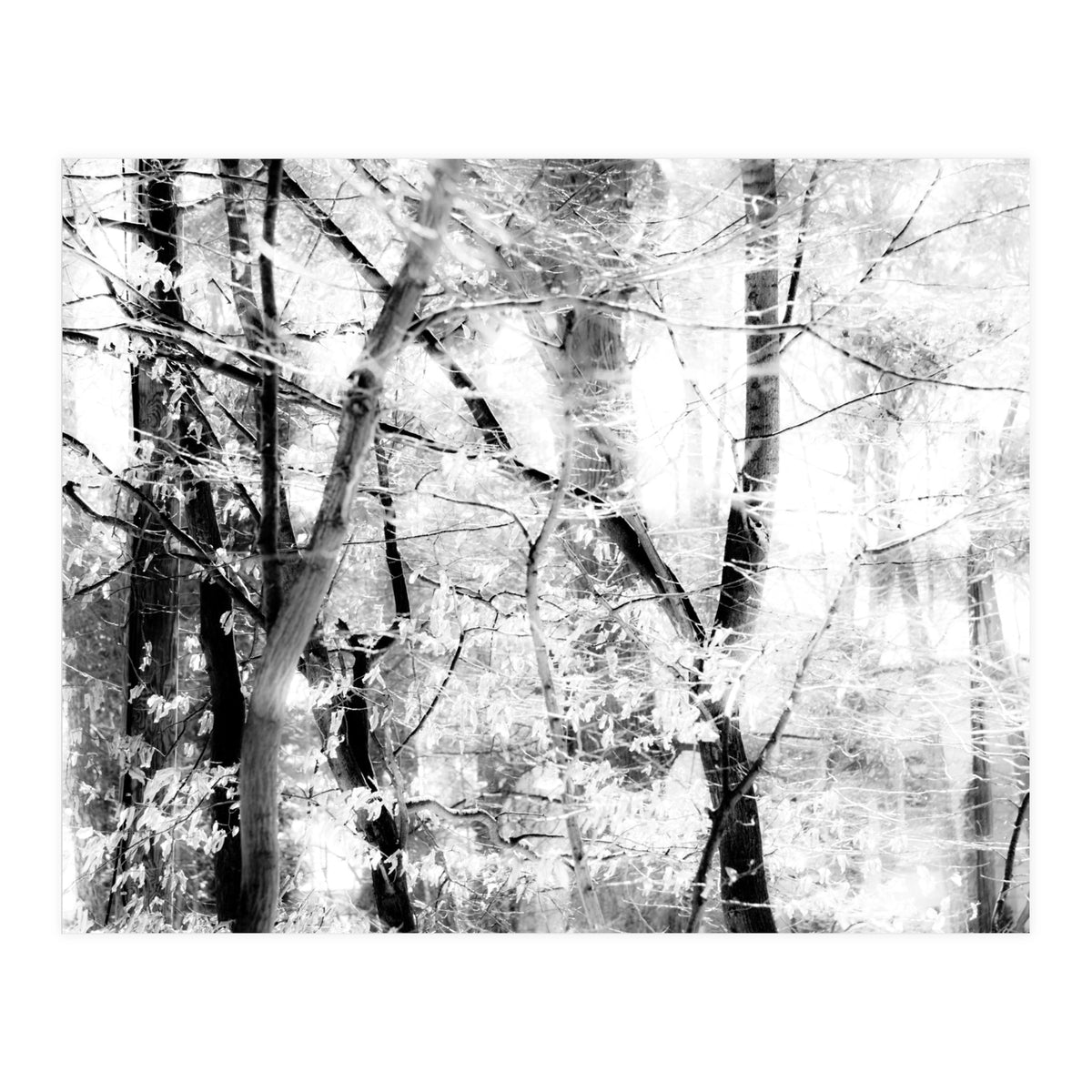 tree breeze (Print Only)