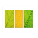 Autumn Leaves (Print Only) thumbnail