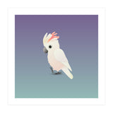 Salmon-crested cockatoo (Print Only) thumbnail