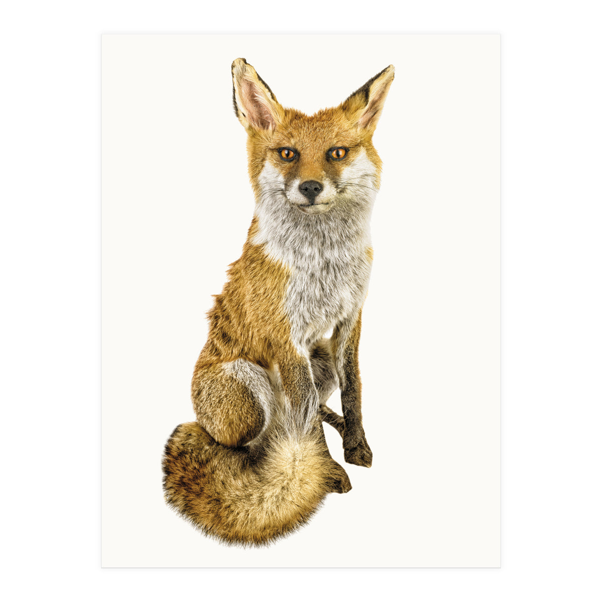 Cc Animal 03 (Print Only)