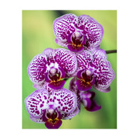 Orchidee Flower (Print Only)